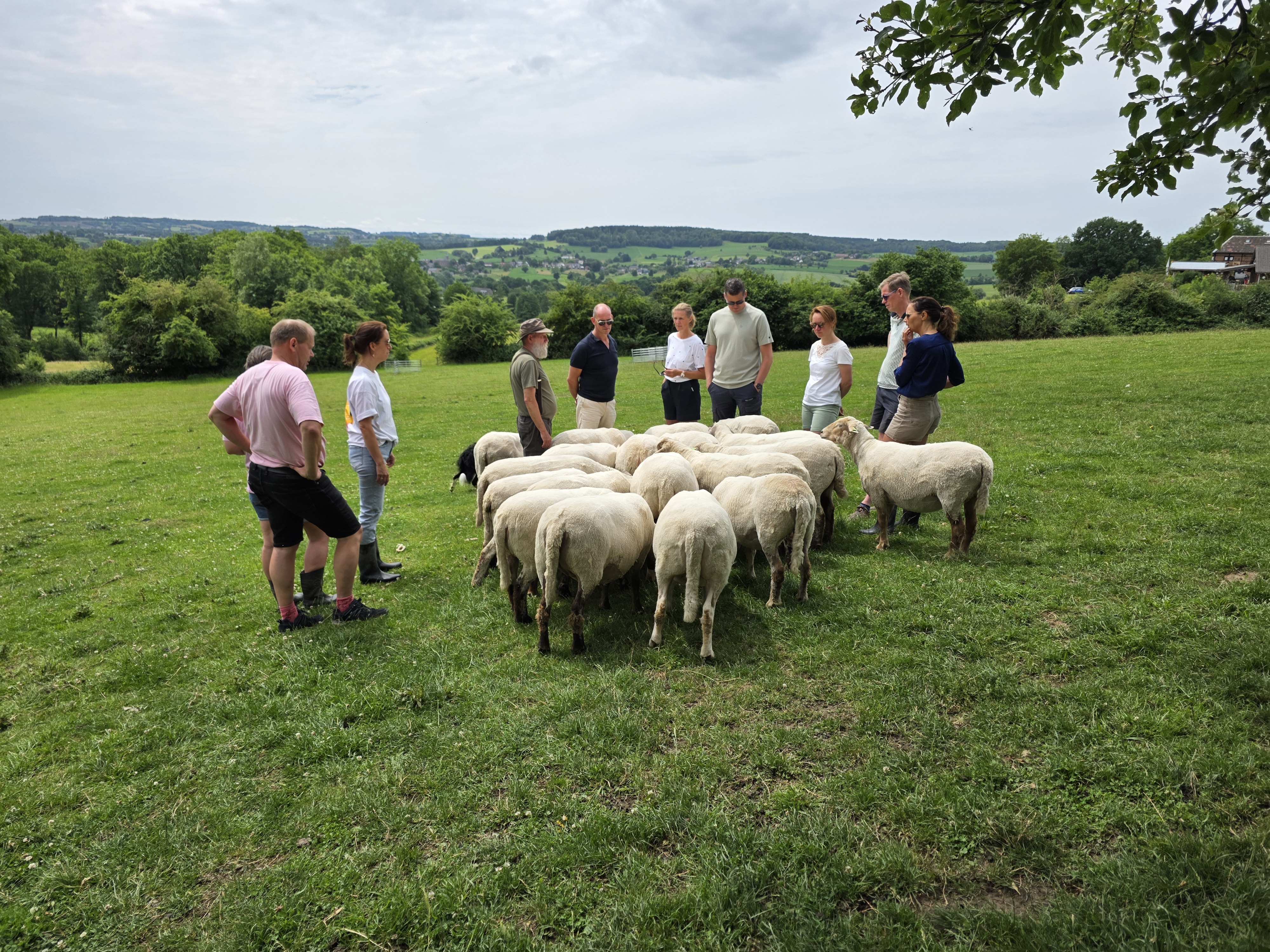 Het team en partners staan in een glooiend weiland rond een kudde schapen, tijdens het jubileumweekend in juni 2025.